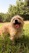 BENJI (MARSHALL) Imagen 2
